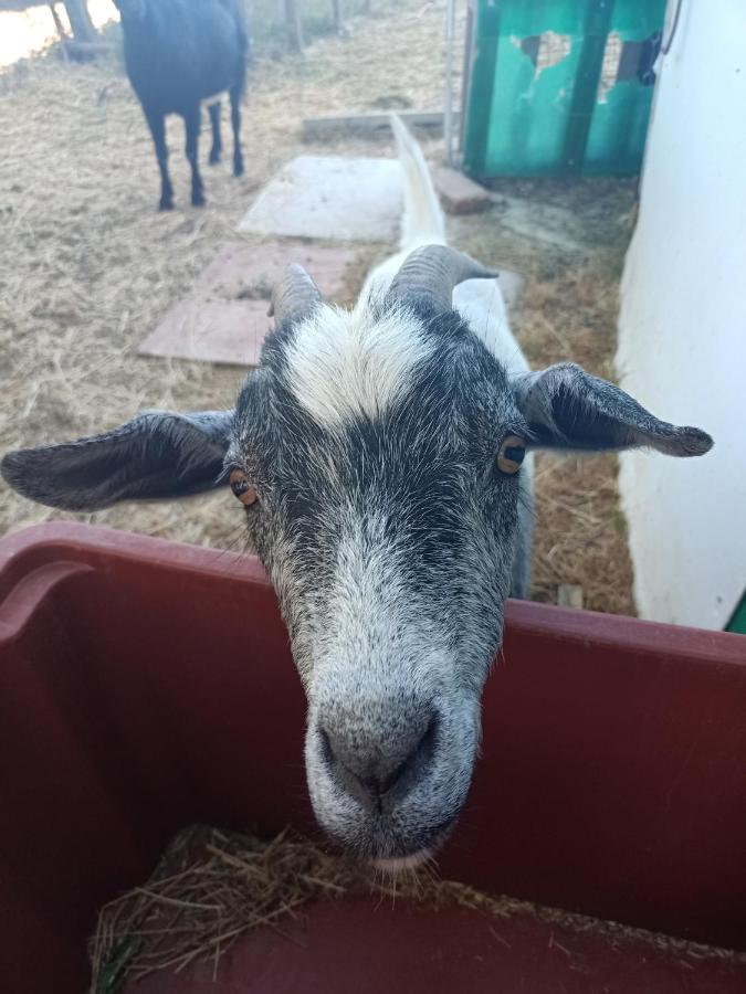 Agriturismo Podere la selva Villa Serre Di Rapolano Esterno foto