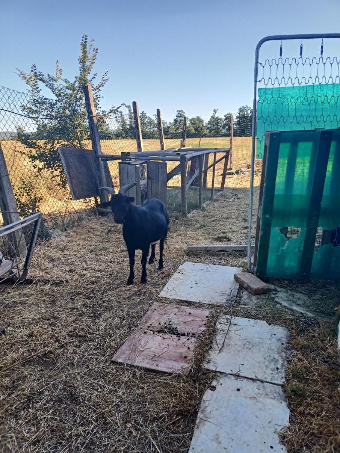 Agriturismo Podere la selva Villa Serre Di Rapolano Esterno foto
