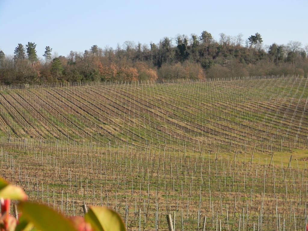 Agriturismo Podere la selva Villa Serre Di Rapolano Esterno foto