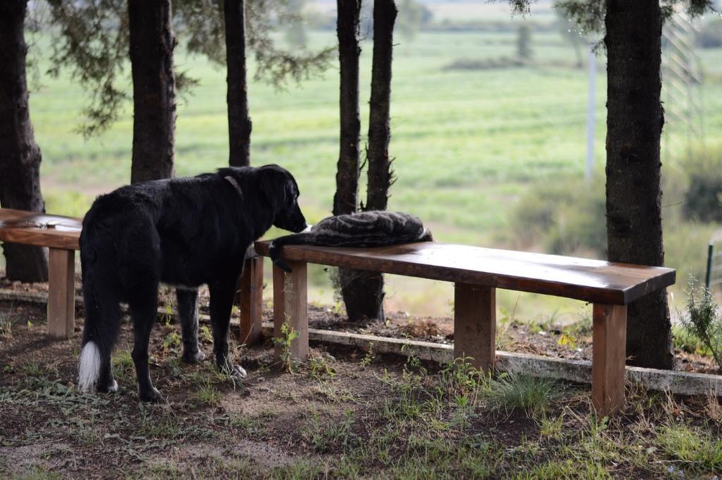 Agriturismo Podere la selva Villa Serre Di Rapolano Esterno foto